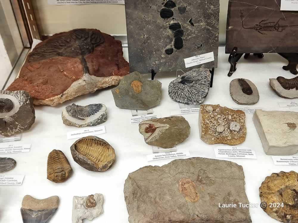 Hulett-Museum-Gallery-1