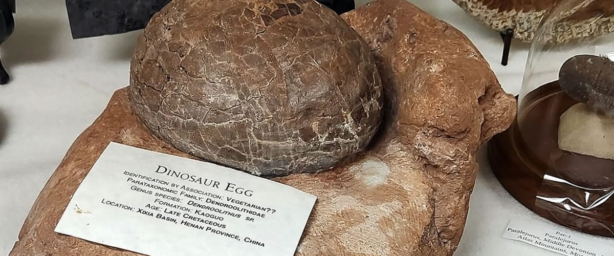 Unearthing Wyoming’s Prehistoric Past at Hulett Museum